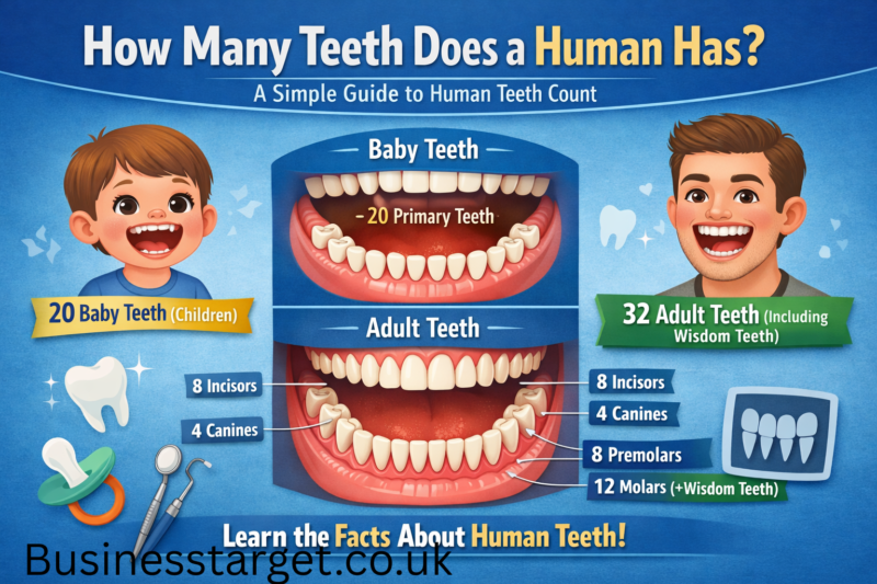 How Many Teeth Does a Human Has: A Simple Guide to Human Teeth Count