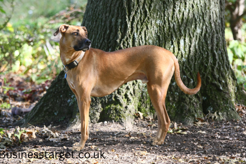 Black Mouth Cur: A Working Dog With Heart, Power, and Purpose