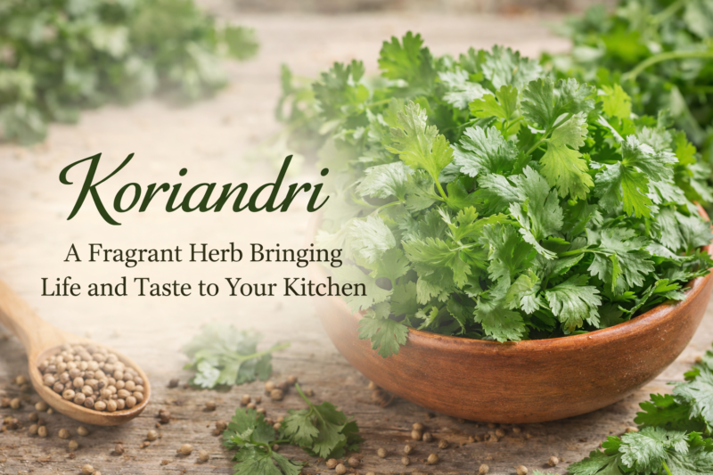 Koriandri: A Fragrant Herb Bringing Life and Taste to Your Kitchen